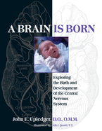 A Brain is Born: Exploring the Birth and Development of the Central Nervous System