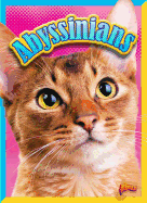 Abyssinians