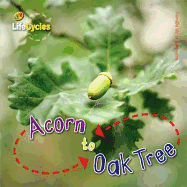 Acorn to Oak Tree