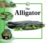 Alligator