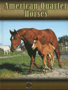 American Quarter Horses