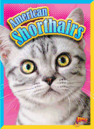 American Shorthairs