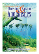 An Informative Guide to Breeding and Raising Angelfishes