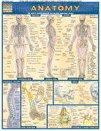 Anatomy