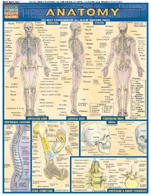 Anatomy - Perez, Vincent
