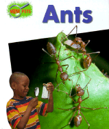 Ants