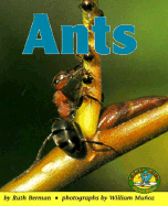 Ants - Berman, Ruth