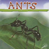 Ants