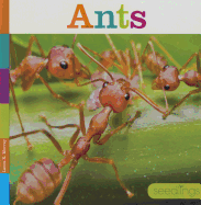 Ants