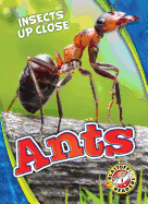 Ants