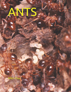 Ants