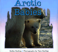 Arctic Babies