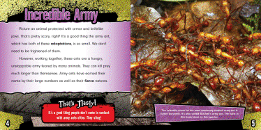 Army Ants
