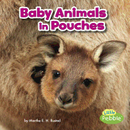 Baby Animals in Pouches