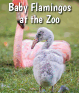 Baby Flamingos at the Zoo