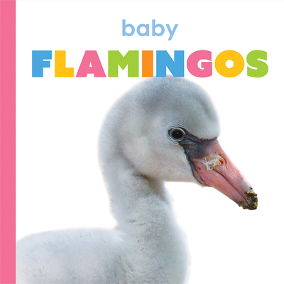 Baby Flamingos - Riggs, Kate