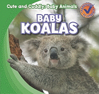 Baby Koalas