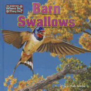 Barn Swallows