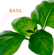 Basil