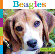 Beagles