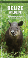 Belize Wildlife