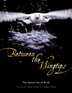 Between the Wingtips: The Secret Life of Birds