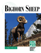 Bighorn Sheep