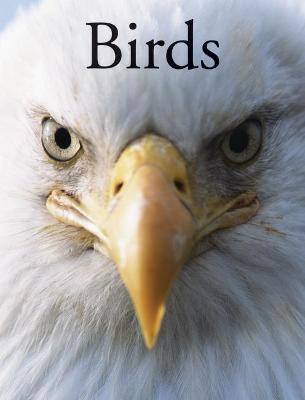 Birds - Christiansen, Per, and Hammond, Paula