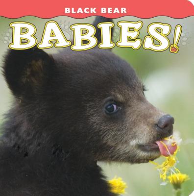 Black Bear Babies! - Jones, Donald M (Photographer)