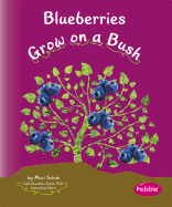 Blueberries Grow on a Bush