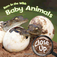 Born in the Wild: Baby Animals