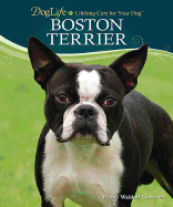 Boston Terrier