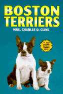 Boston Terriers