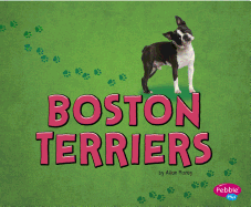 Boston Terriers