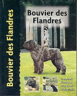 Bouvier des Flandres
