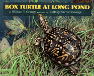 Box Turtle at Long Pond