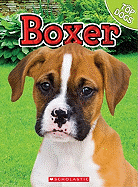 Boxer