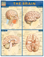 Brain