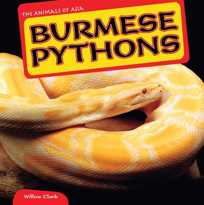 Burmese Pythons - Clark, Willow