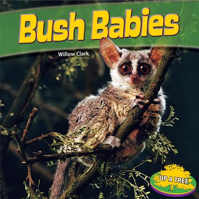 Bush Babies - Clark, Willow