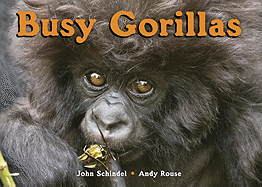 Busy Gorillas