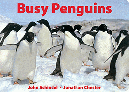 Busy Penguins