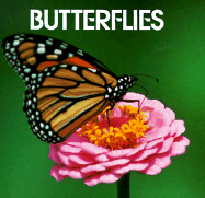 Butterflies - Warner, Rita