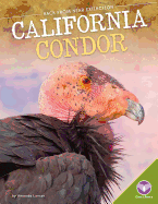 California Condor
