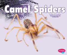 Camel Spiders