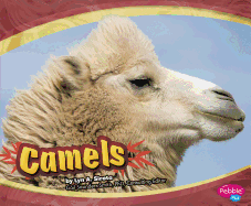 Camels