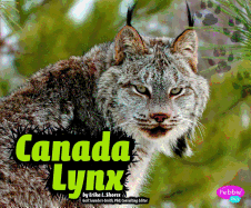 Canada Lynx