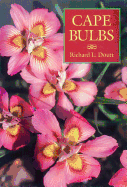 Cape Bulbs