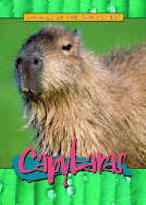 Capybaras