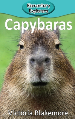 Capybaras - Blakemore, Victoria